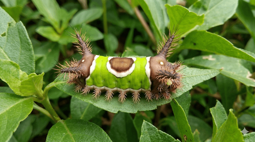 Saddleback Caterpillar